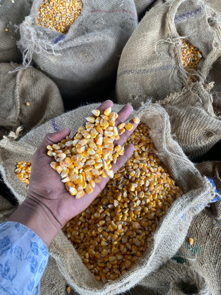 Hand grabbing corn kernels from burlap sacks in Kurukshetra, India